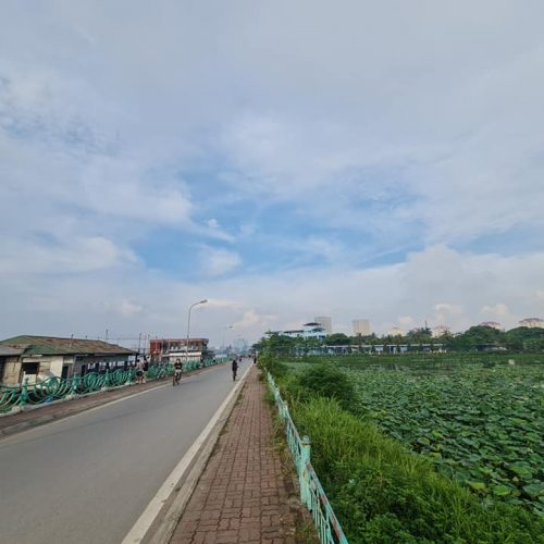 Trà sen Tây Hồ 10 Sen Tây Hồ