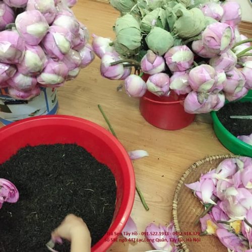 Trà sen Tây Hồ 9 Trà ướp hoa sen tây hồ