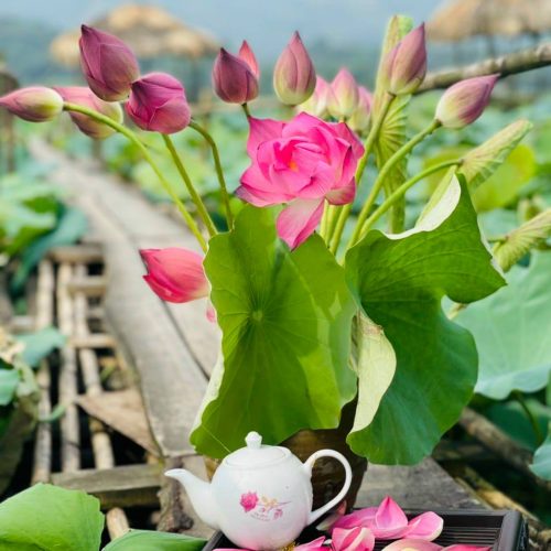Trà sen Tây Hồ 1 tra hoa sen tay ho cao cap