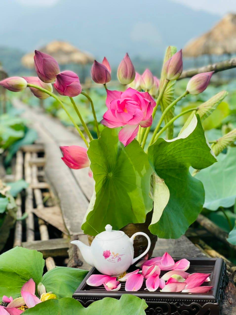 tra hoa sen tay ho cao cap tra hoa sen tay ho cao cap