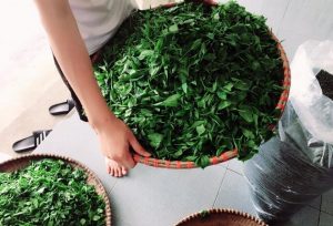 Trà Tân Cương 5 tra tan cuong