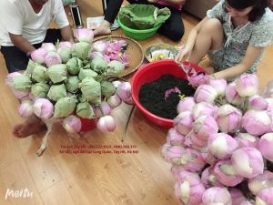 Trà Hoa Sen Tây Hồ – Tinh Hoa Trà Việt, Quà Tặng Thanh Cao & Đẳng Cấp 6 trahoasen