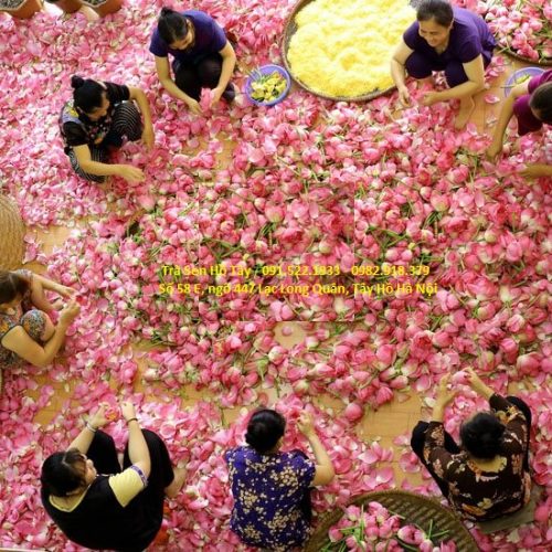 Trà sen Tây Hồ 4 trasenhotay