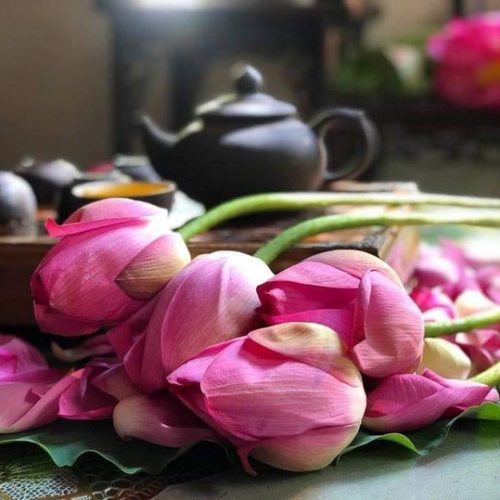 Trà sen Tây Hồ 8 trauophoasen